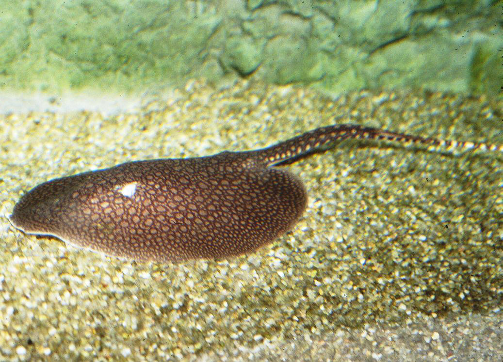 Potamotrygon orbignyi